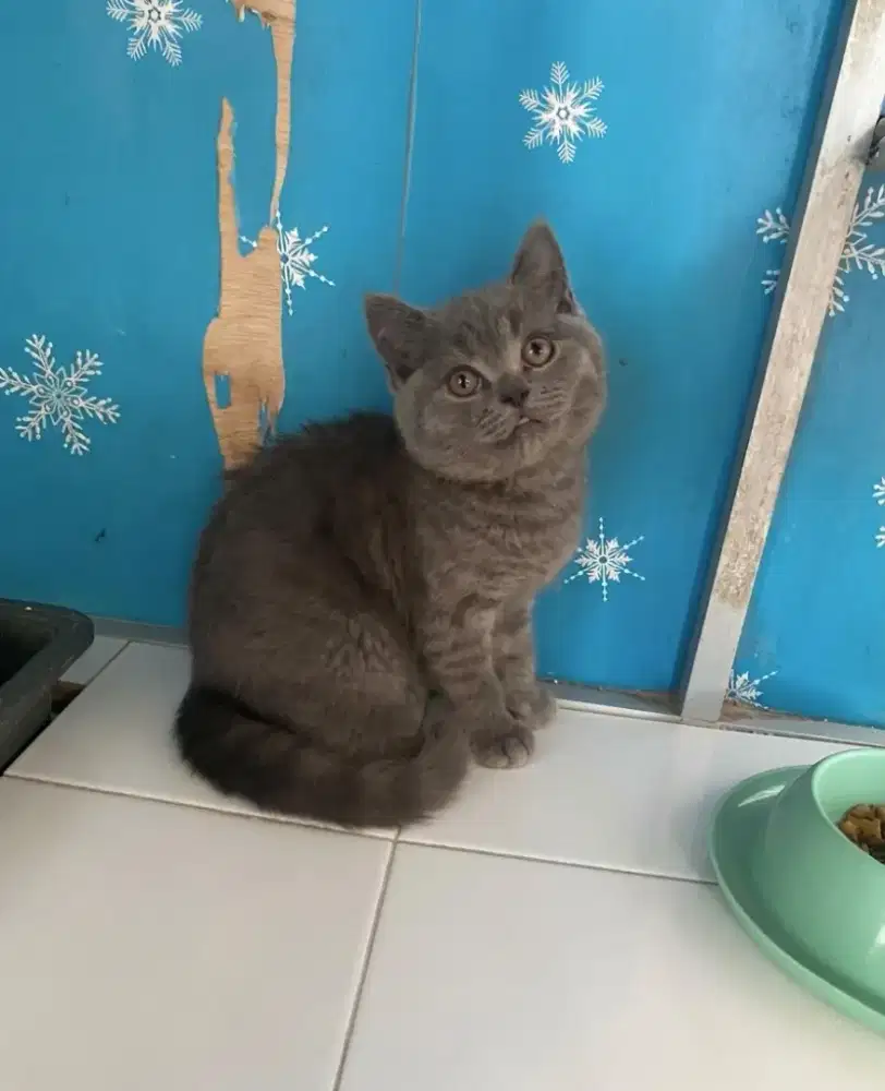 Kucing BSH Kitten Gembul
