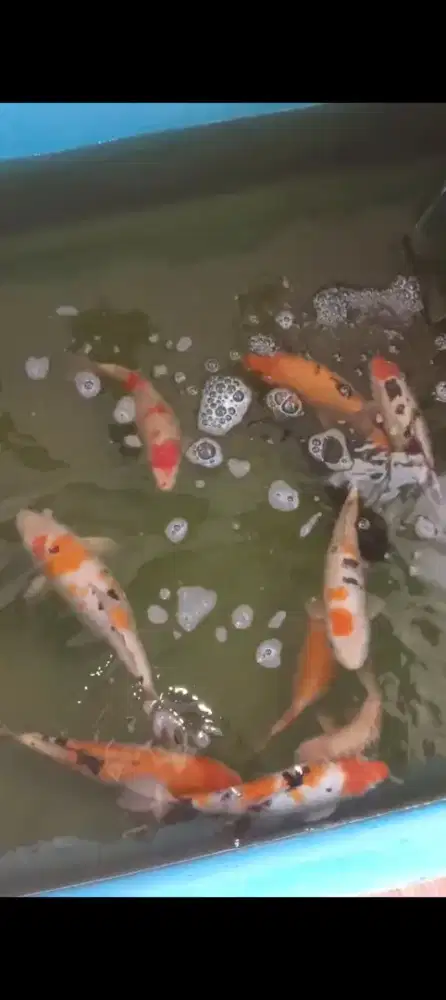 Jual borong ikan KOI