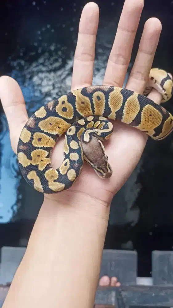 Ular Ballpython Pastel Ghost