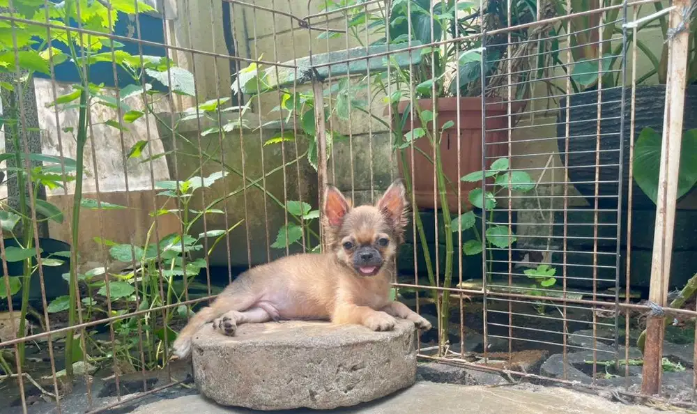 for sale male Chh LH
