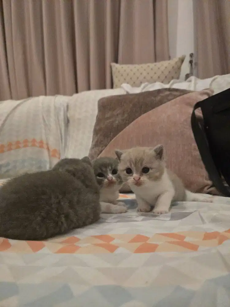 British Shorthair kitten / Kucing BSH
