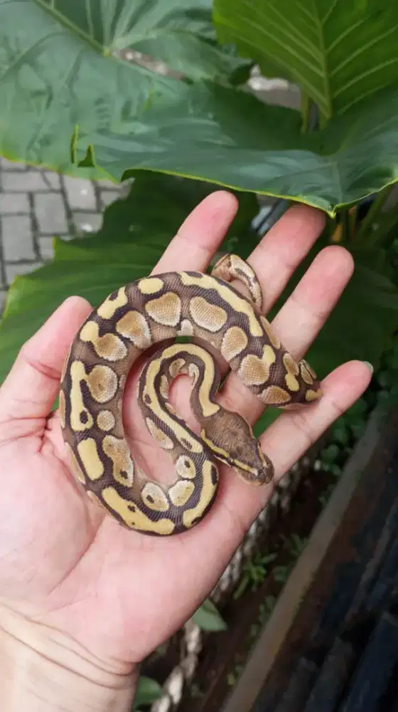 Ular Ballpython Mojave Pastel