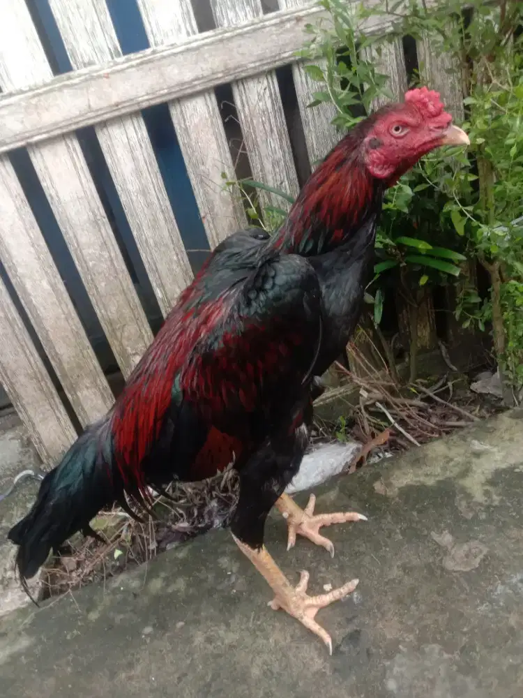 Ayam jenis bangkok