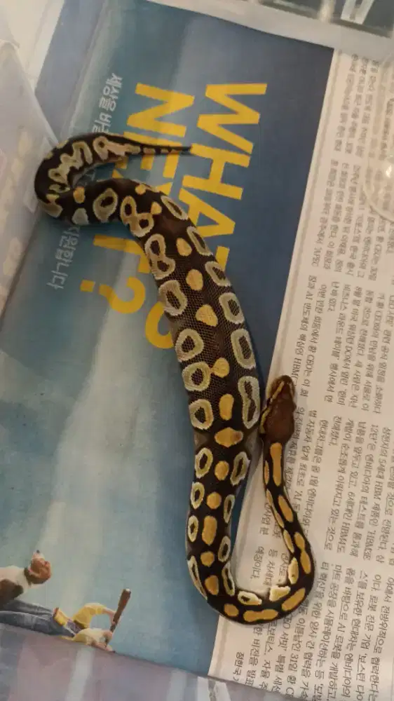 Ular Ballpython Mojave