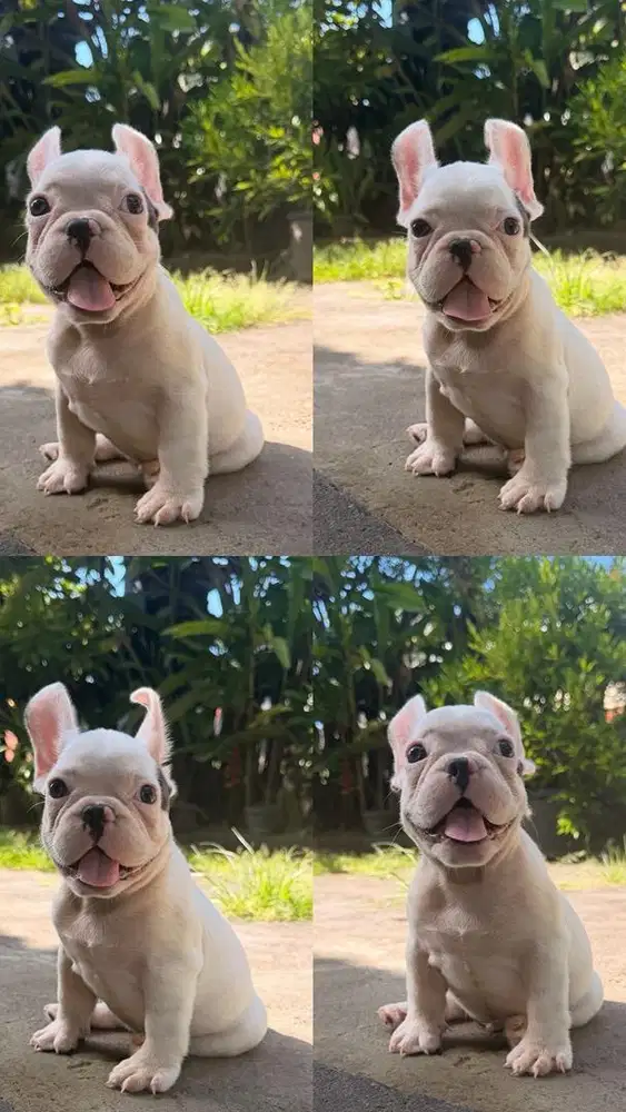 Anjing French bulldog