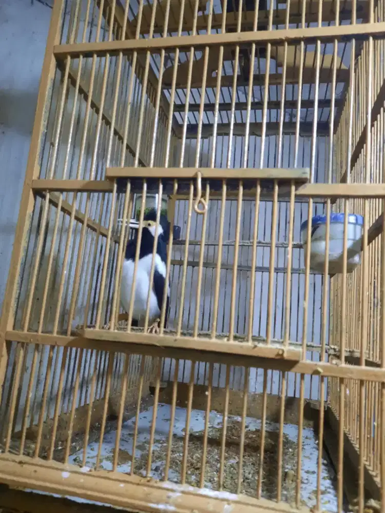 Burung jalak suren bacecrot gacor
