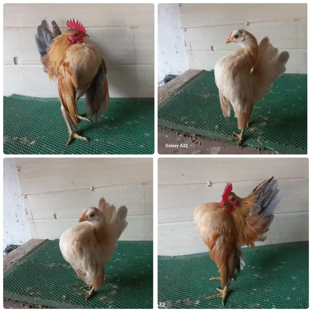 Sepasang ayam serama mini