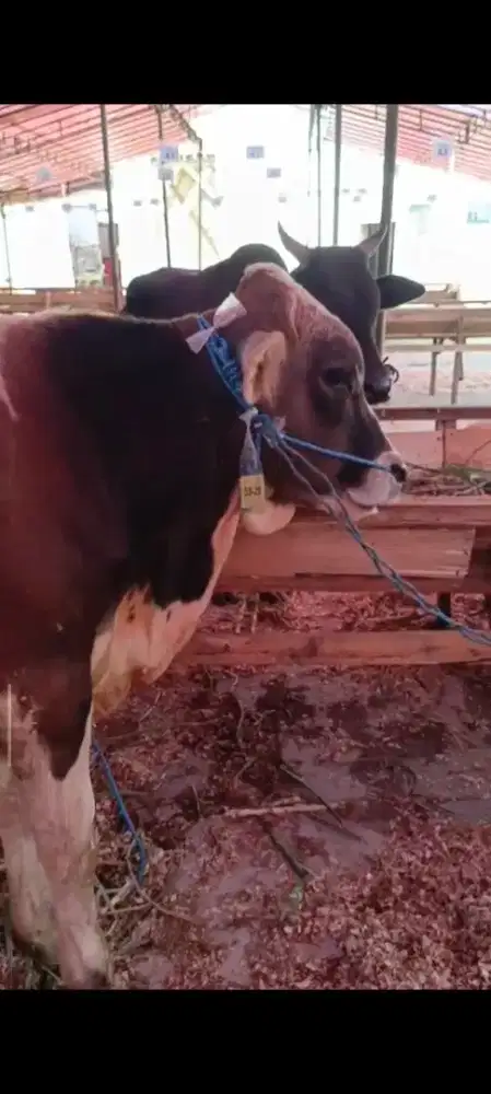 SAPI KURBAN 20 JUTAAN, NEGO