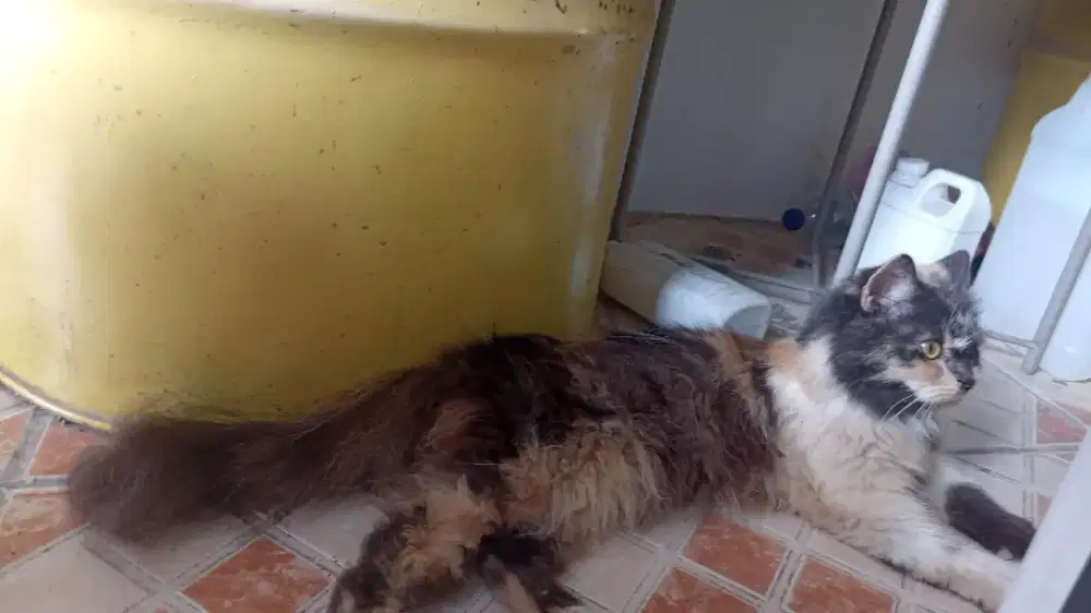 Persia betina Calico