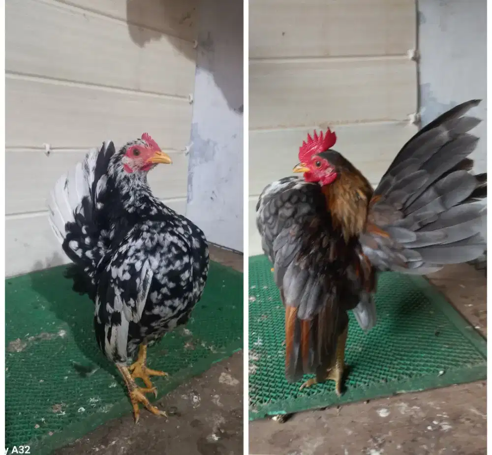 Sepasang serama kelabu vs rinting murai