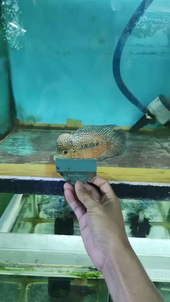 Ikan louhan cencu