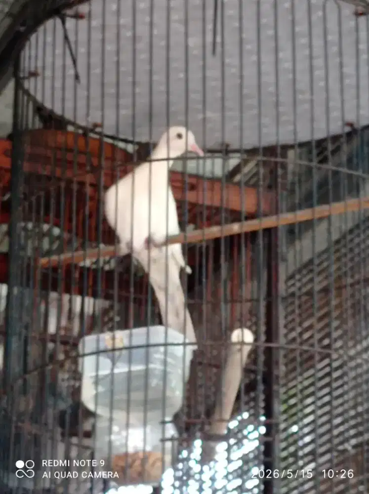 Perkutut putih lurik
