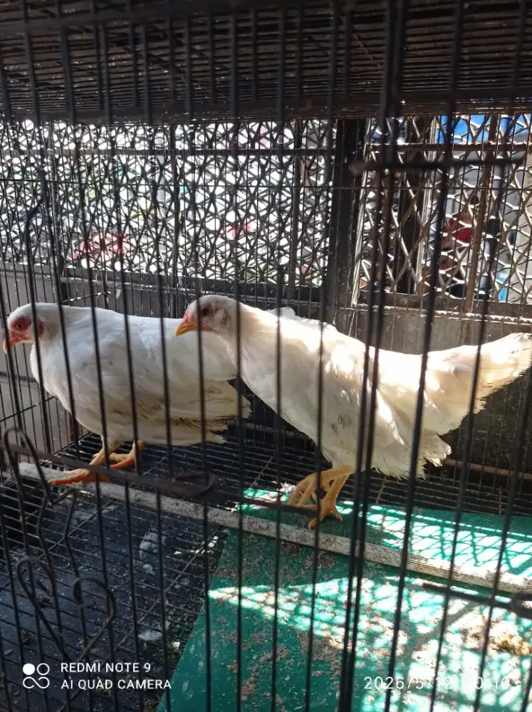 Ayam ga tre sepasang