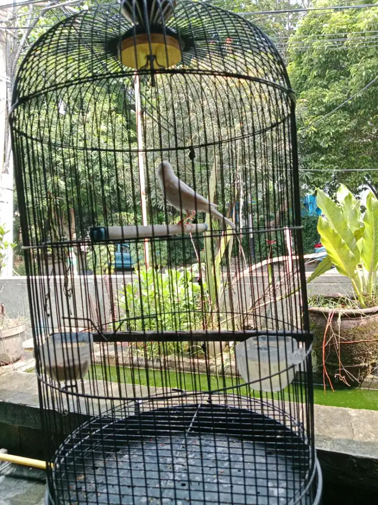 Jual burung kenari
