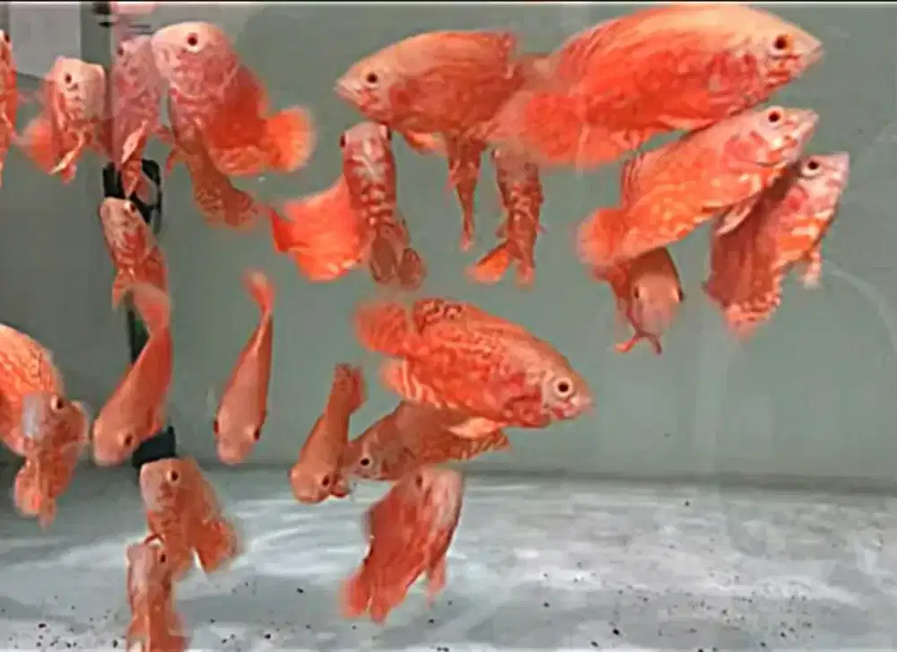Ikan oscar albino red leopard besar