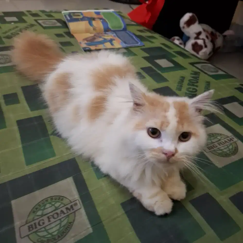 Open Adobt Persia Usia 6 Bulan