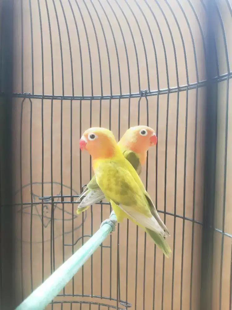 Lovebird Balibu ternak sendiri