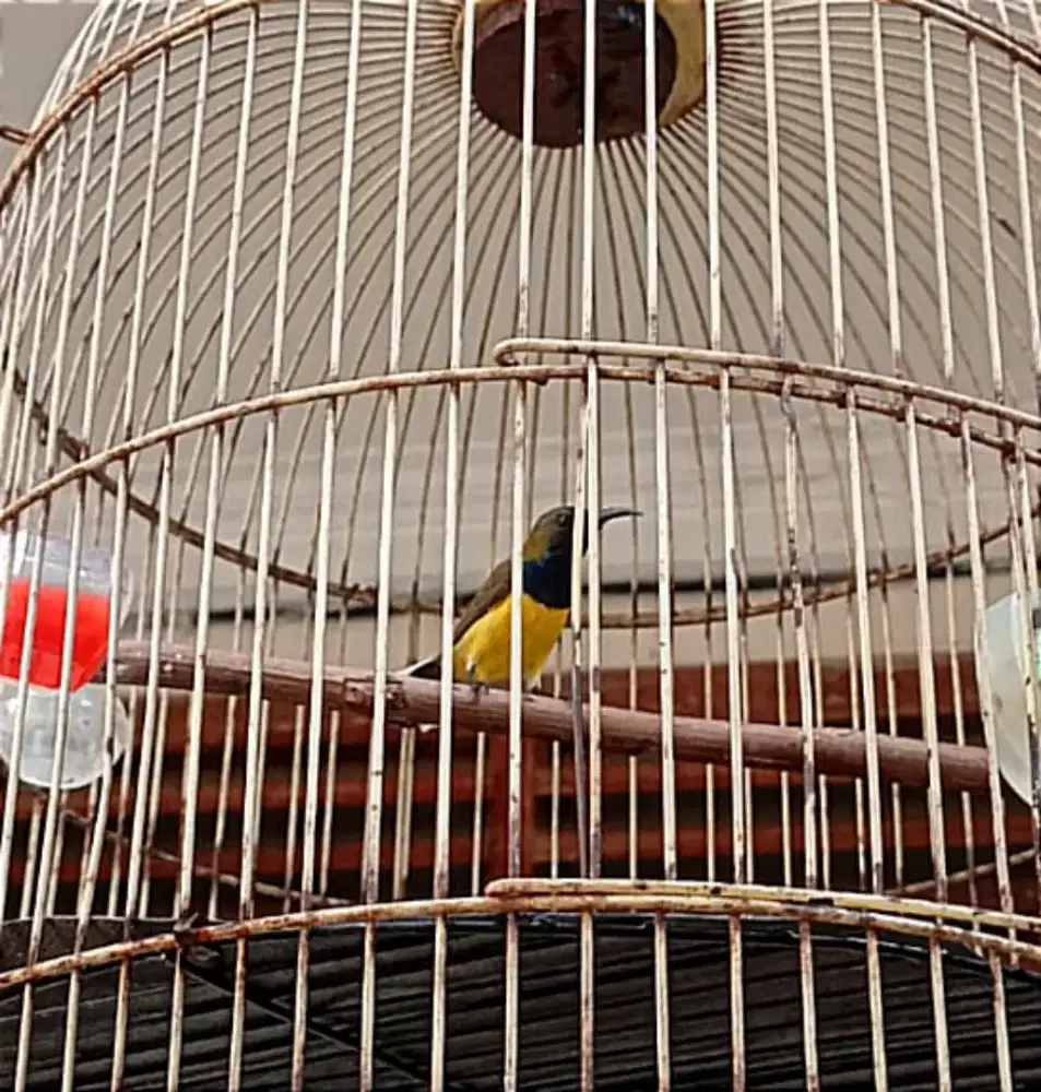 Burung so gon rajin bunyi masteran murai