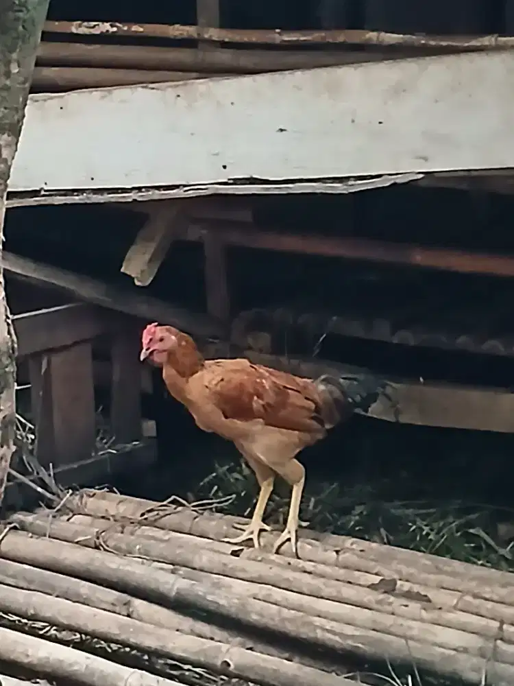 Ayam Kampung Jantan Muda Jangkung