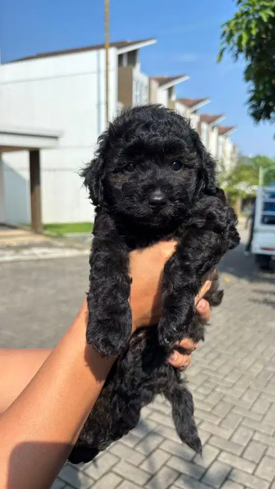 Toy Poodle black silver betina usia 2bulan