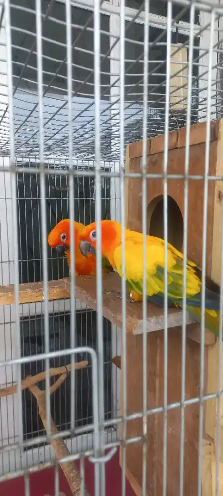 Sunconure Tes DNA