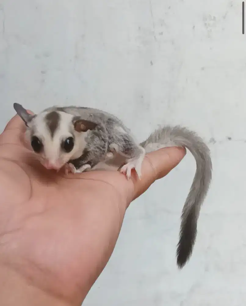 Joey Sugar Glider White Face