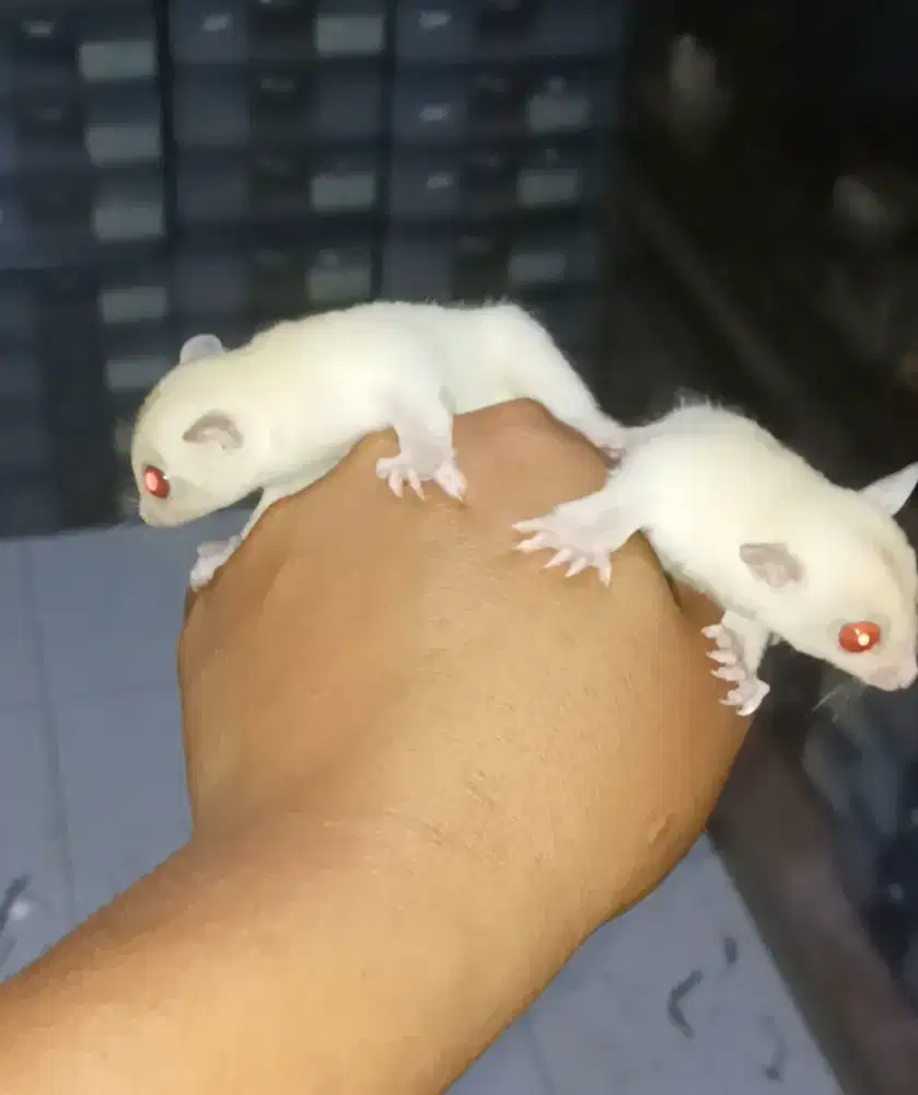 Joey sugar glider albino mozaik