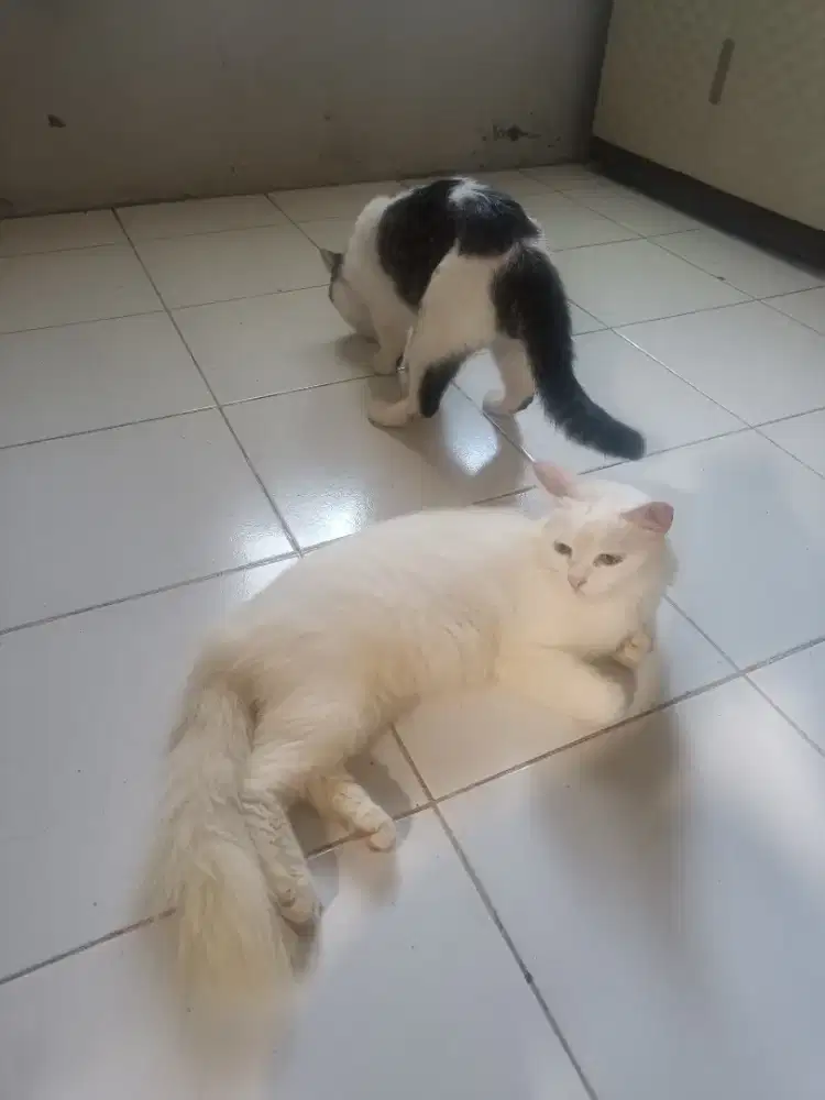 Kucing Persia bulu panjang & pendek 500 sepasang