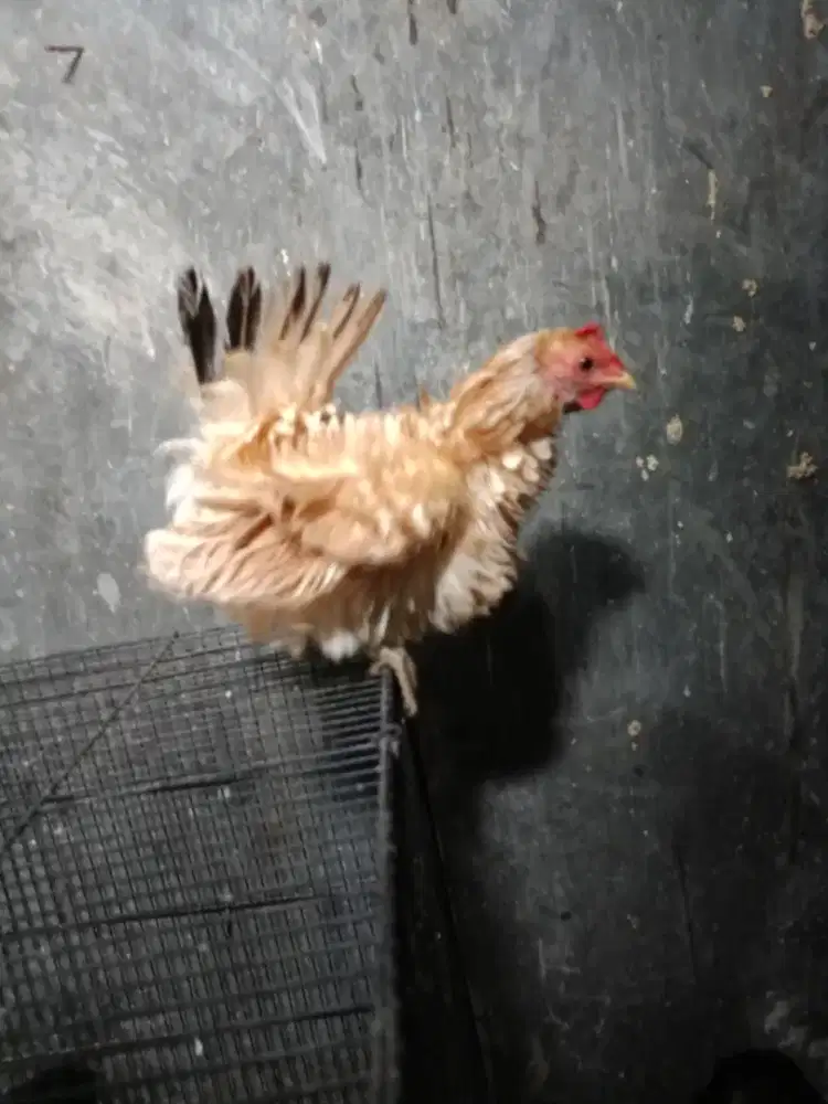 Jual ayam Kate walik indukan