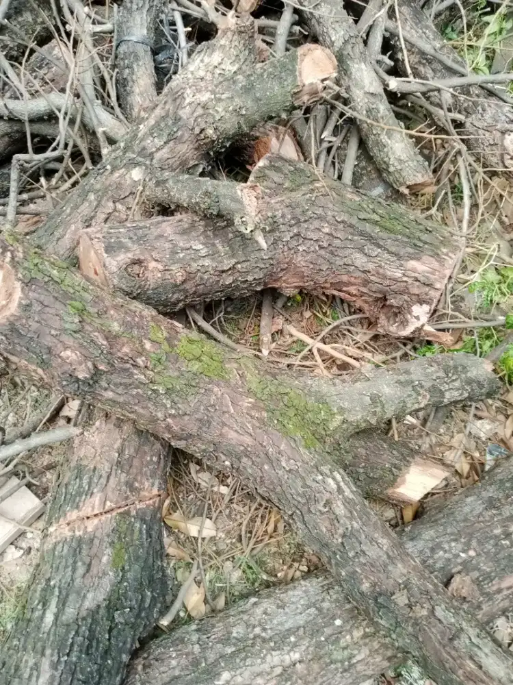 Kayu bakar kering