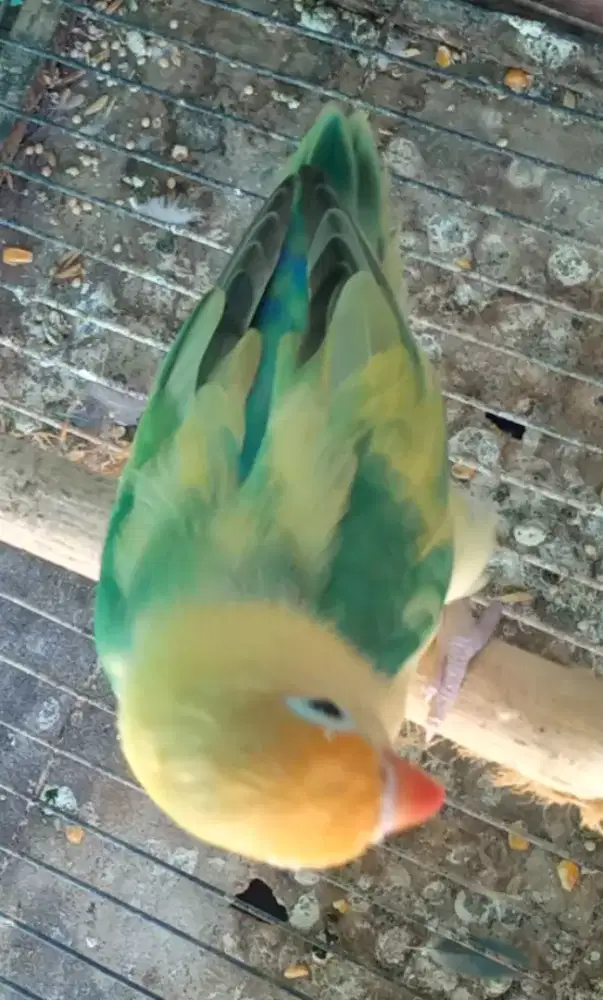 Seekor lovebird warna unik