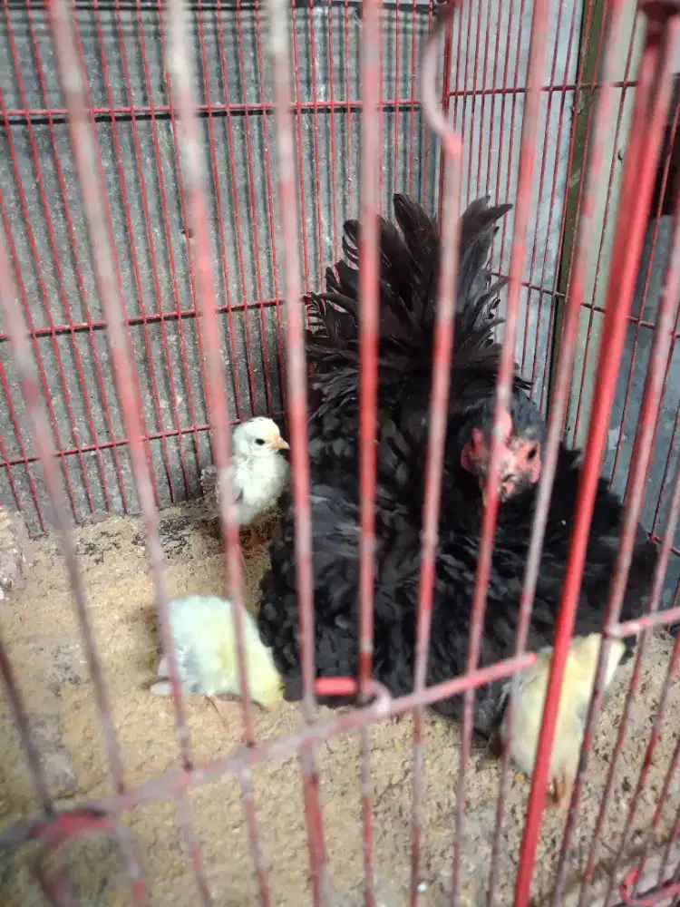 Jual ayam Kate walik hitam dan anakan 10 ekor