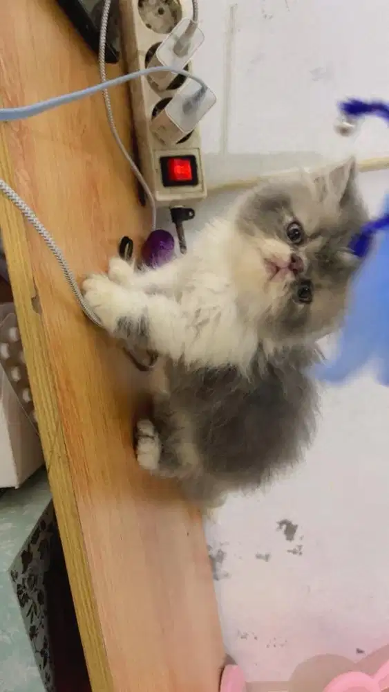 kitten peaknose jantan