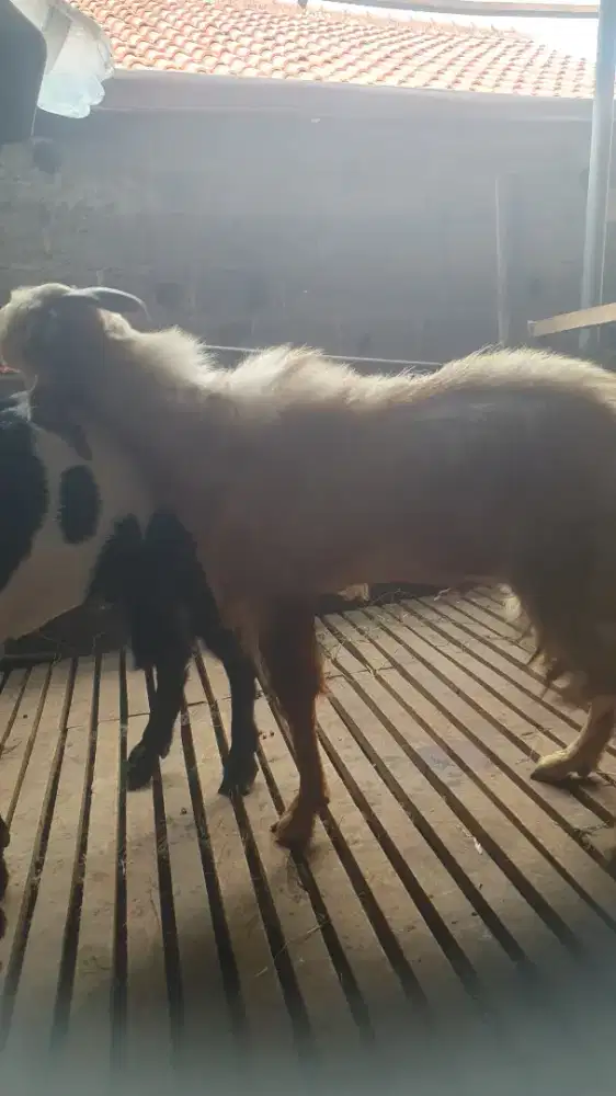 SALE KAMBING jawa