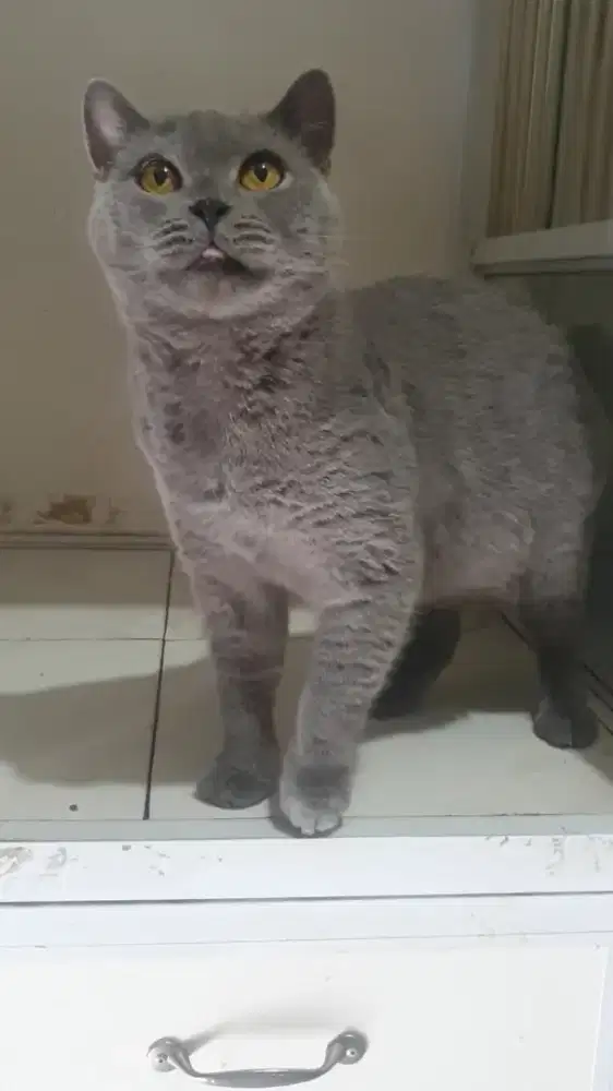 BRITISH SHORTHAIR (BSH)