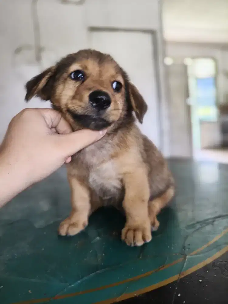 Anak anjing lucu sehat gemuk