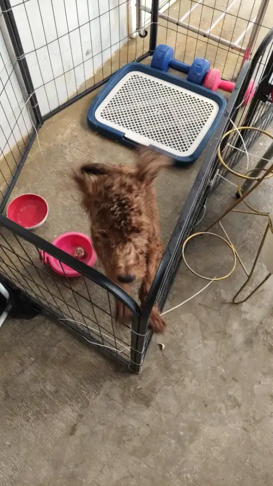 OPEN ADOPT POODLE JANTAN