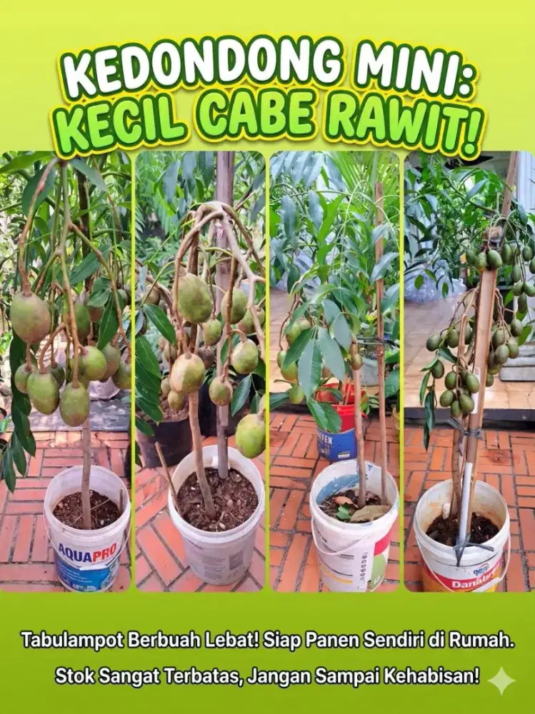 READY STOCK: KEDONDONG MINI SIAP PANEN!