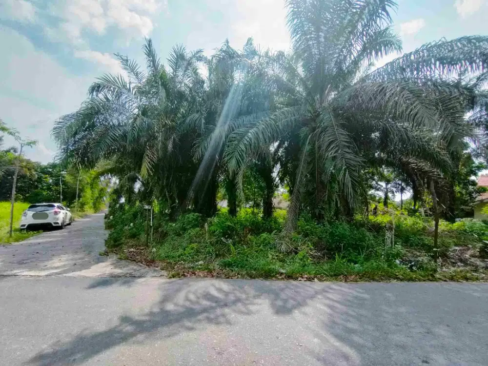 JUAL CEPAT!! CCK UNTUK PERUMAHAN dan KOST2AN! TANAH MURAH TEPI JALAN ASPAL DEKAT UNILAK RUMBAI