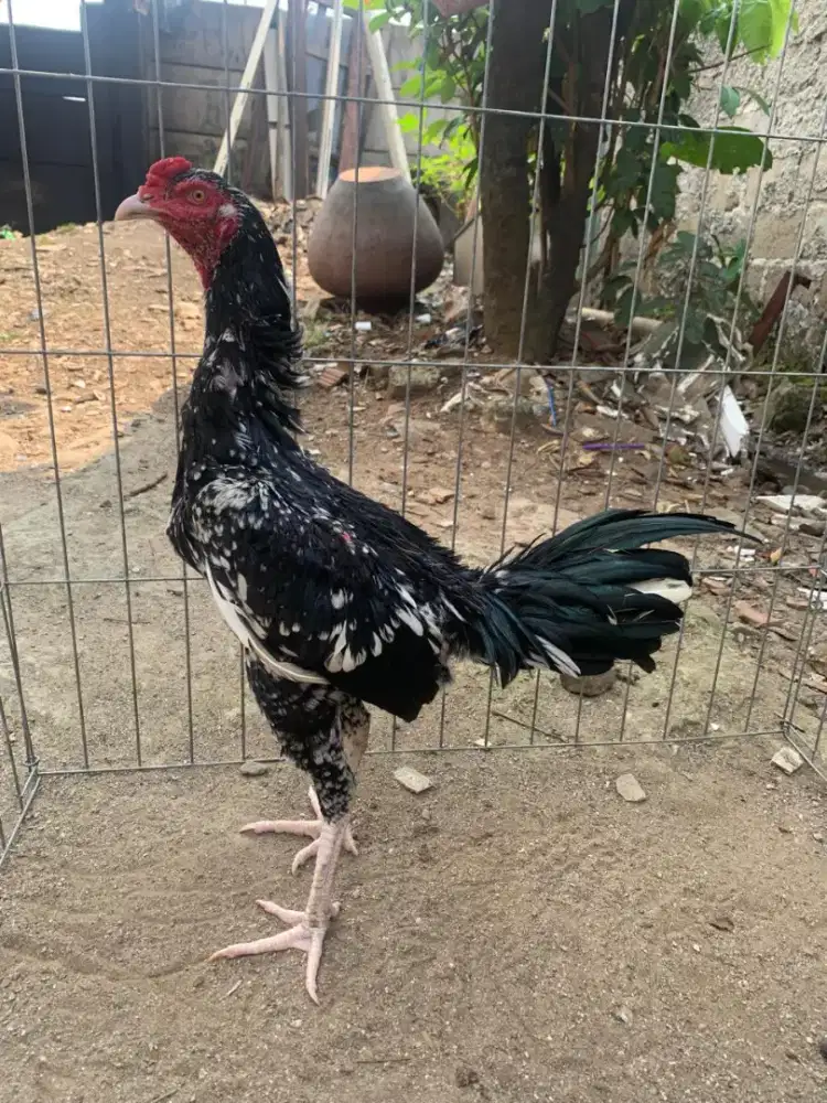 Ayam Bangkok Muda Janggaran