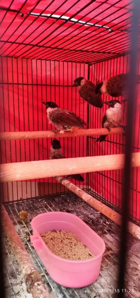 Burung Kutilang voertot