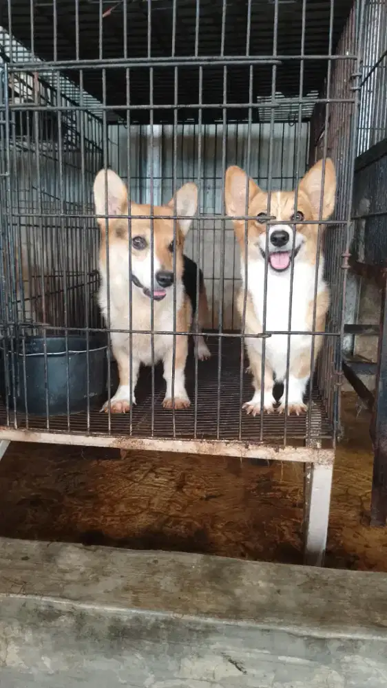 Jantan corgi warna party clr