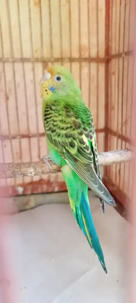 Burung Parkit Jantan Muda