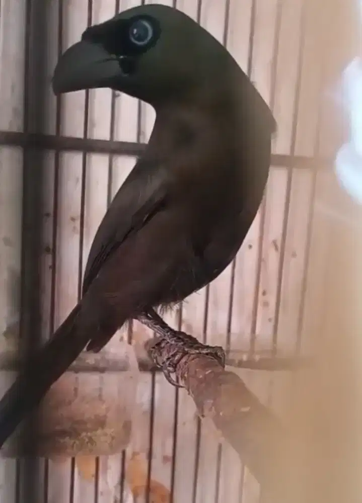 Burung Murai papua (Sepasang)