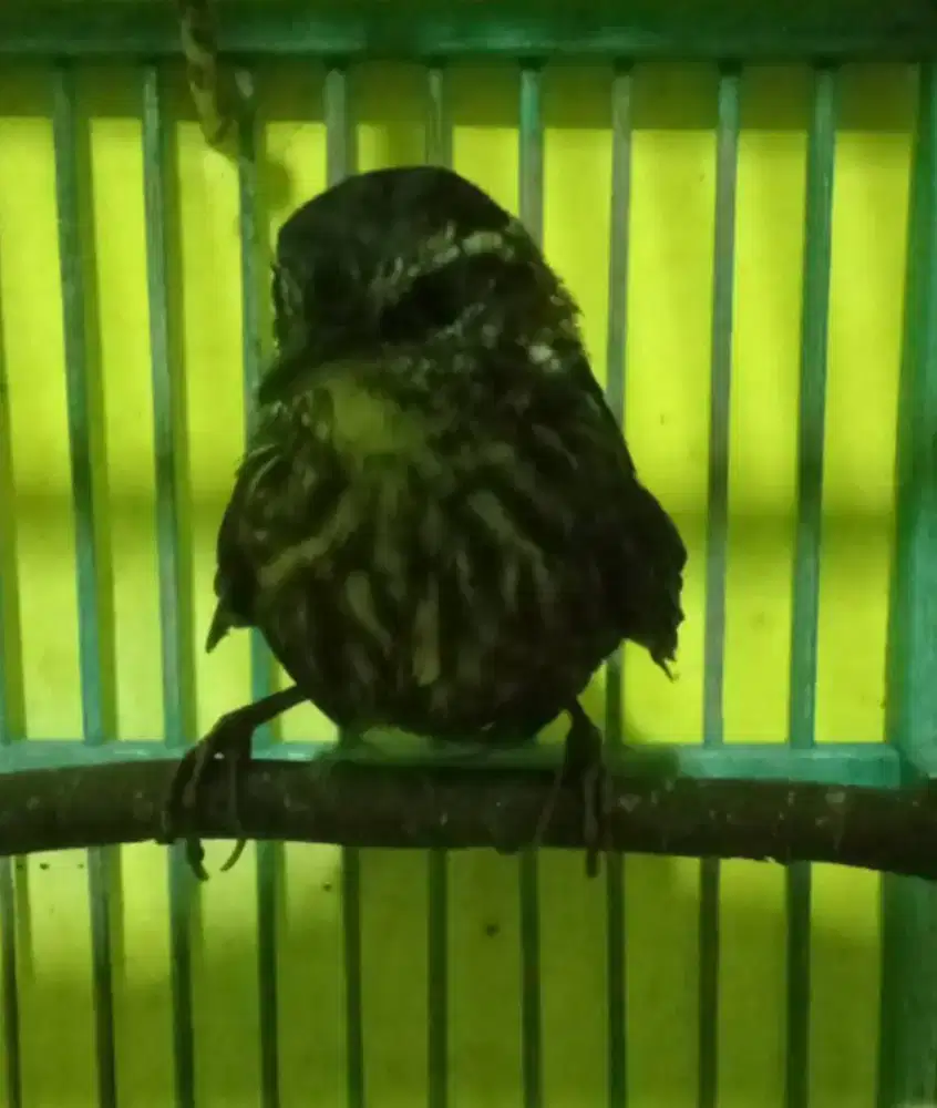 Burung Berencet KerdiL