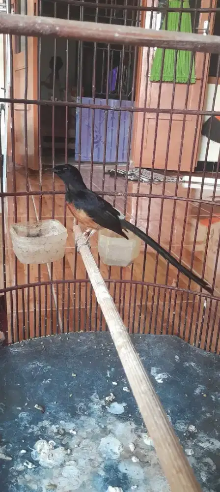 Murai batu gacor full isian