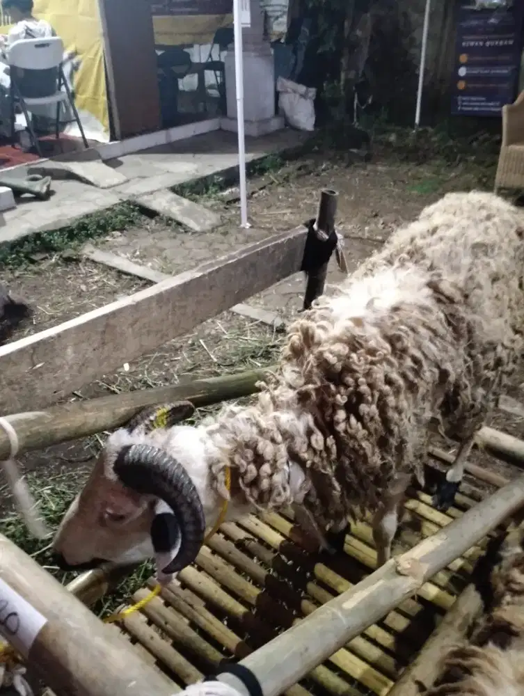 Domba qurban murah! Harga turun special untuk muqarrib