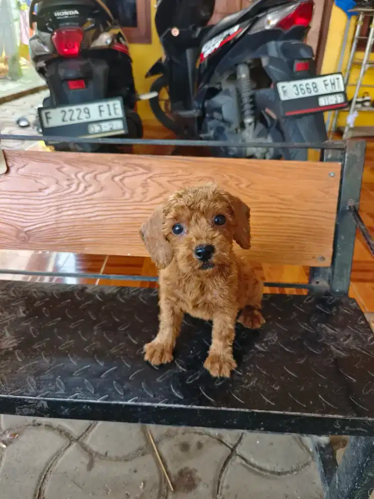 Red poodle betina 3 bulan
