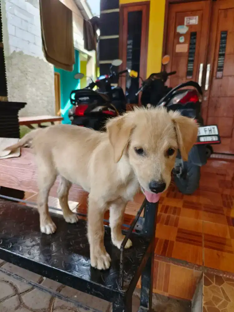 Golden betina 2 bulan