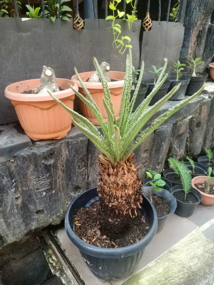 Pohon Palem Sikas